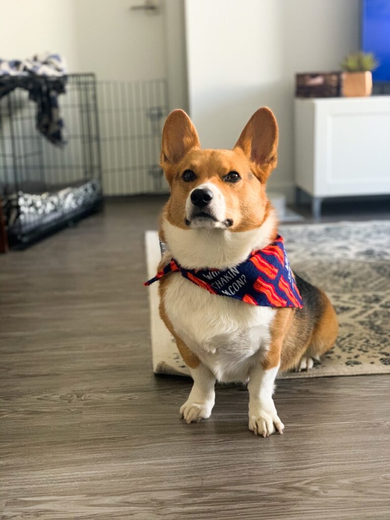 a brown and white dog sitting on top of a wooden floor